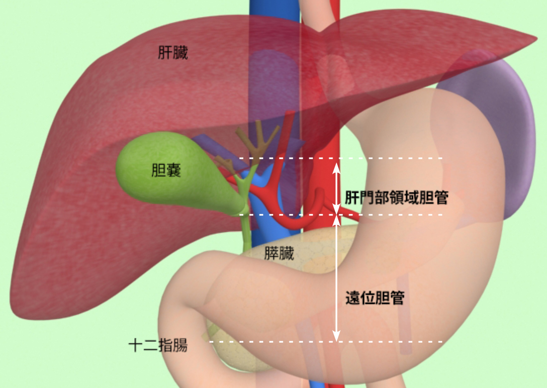 胆管がん｜一般社団法人 日本肝胆膵外科学会